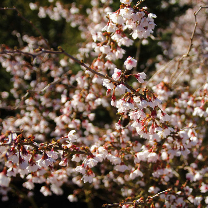 Prunus incisa 'Kojo no mai' at Pershore College 16 Mar 2014 (2) by je_wyer