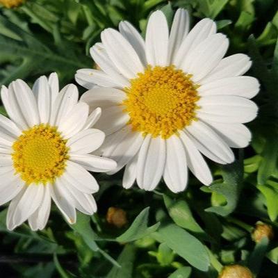 Argyranthemum LaRita White