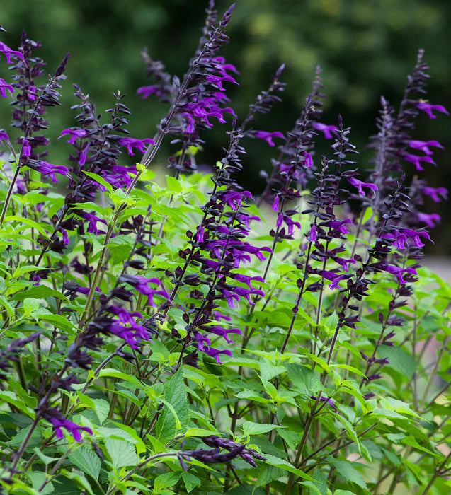 Salvia Amistad