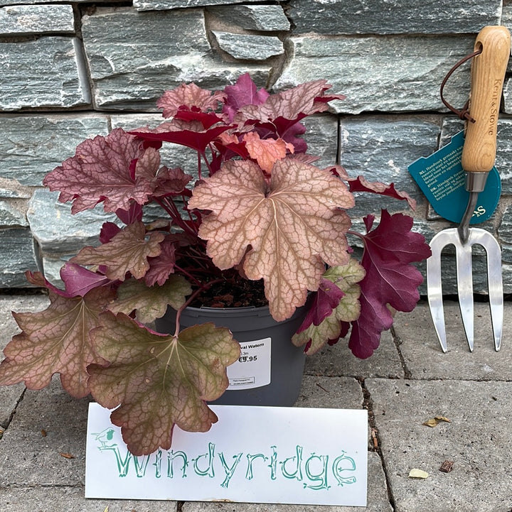 HEUCHERA villosa Carnival Watermelon