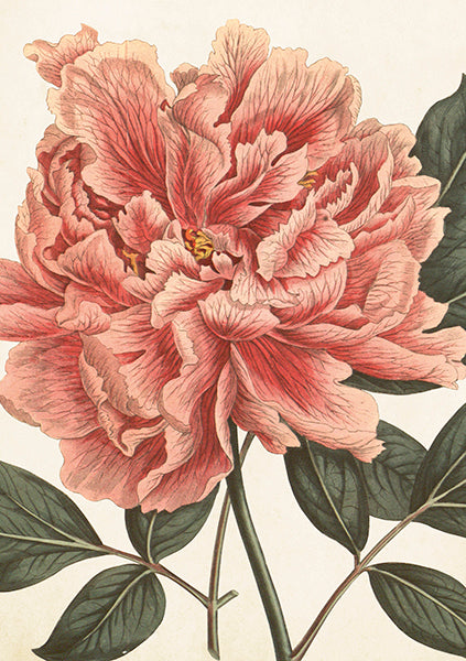 Vintage card Peony rose