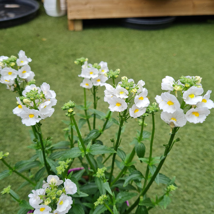 Nemesia Karoo White