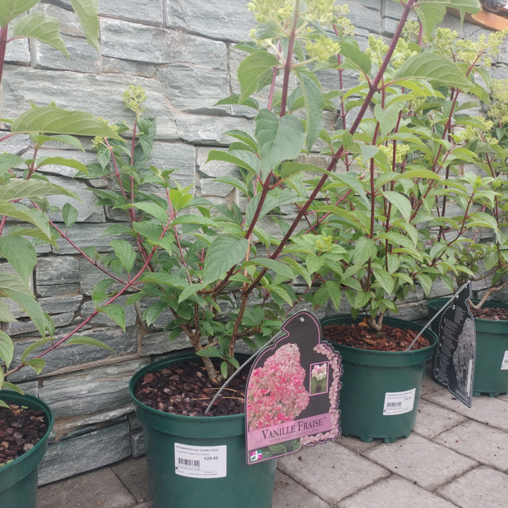 HYDRANGEA pan. Vanille Fraise