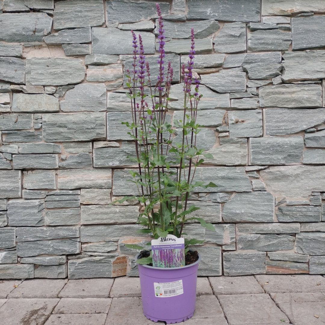 Salvia nemerosa Caradonna