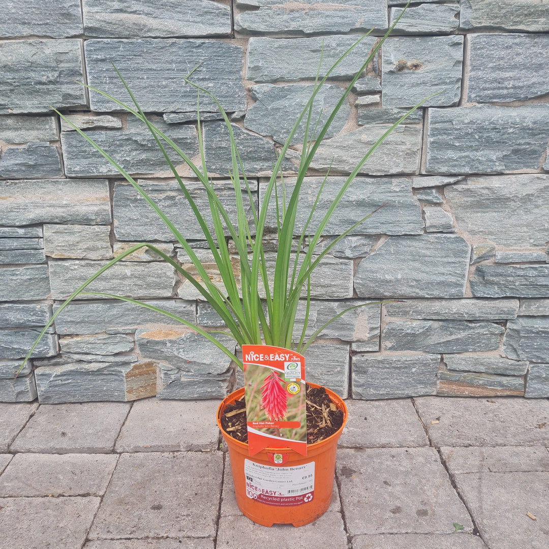 Kniphofia John Benary