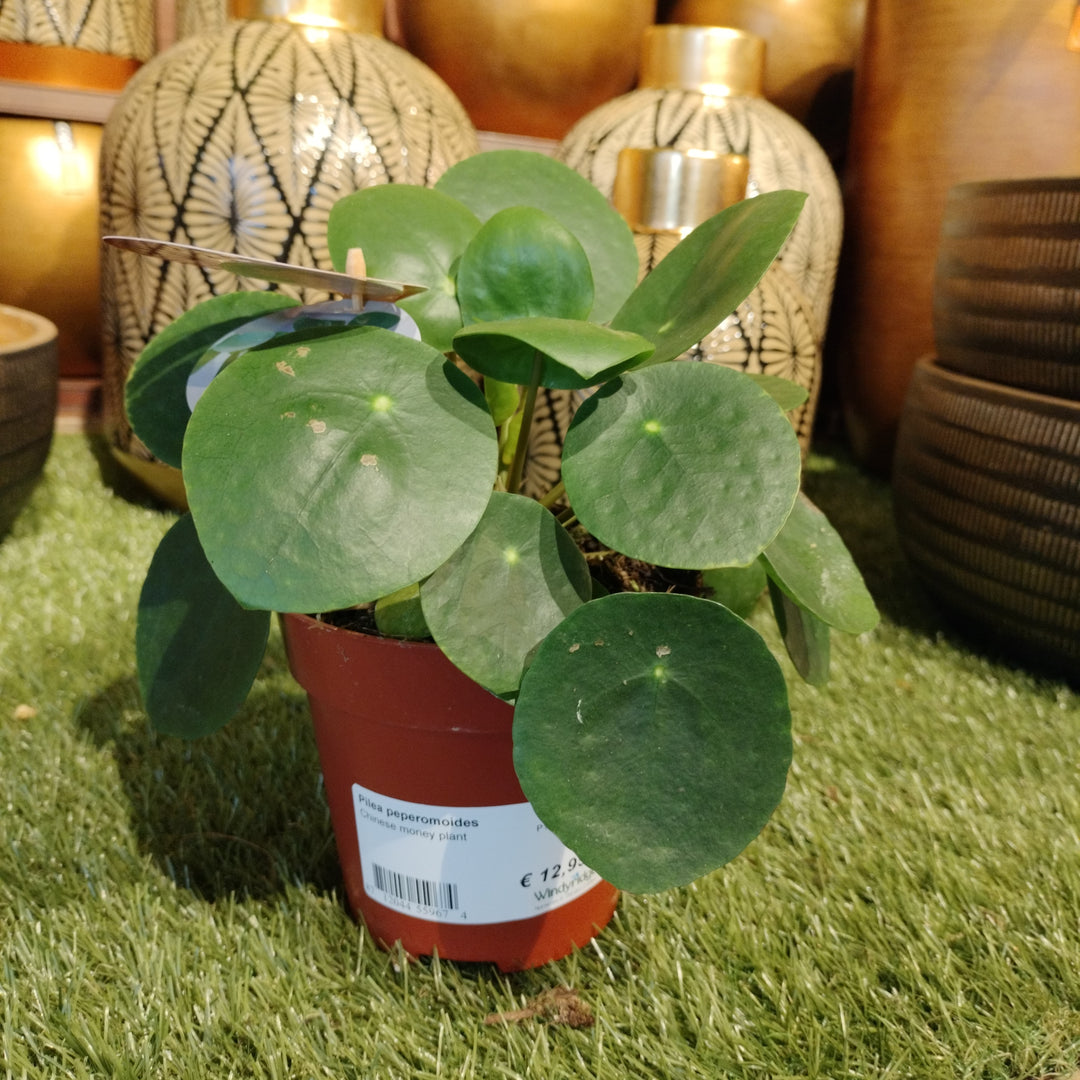 Pilea peperomoides  P12