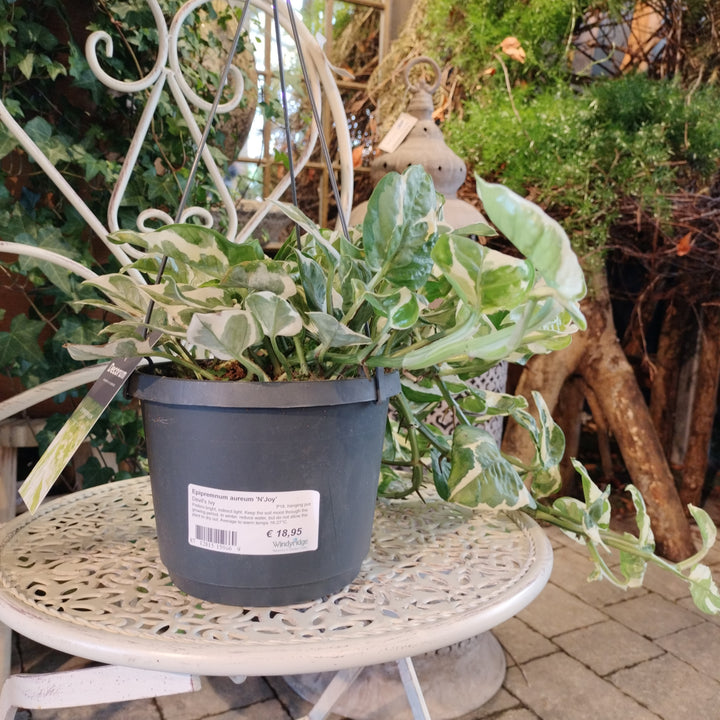 Golden Pothos Epipremnum Aureum NJoy (Hanging Pot)