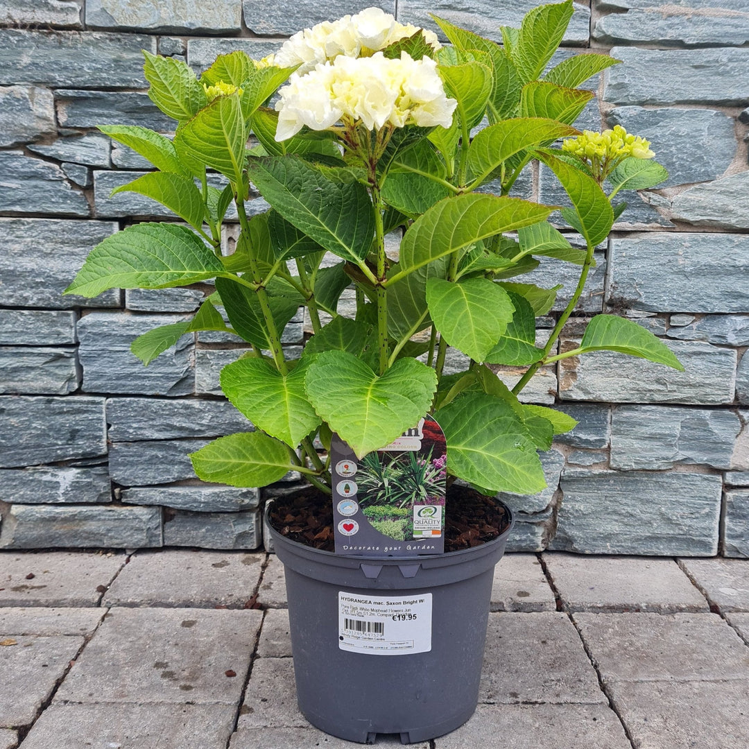 HYDRANGEA mac. Saxon Bright White