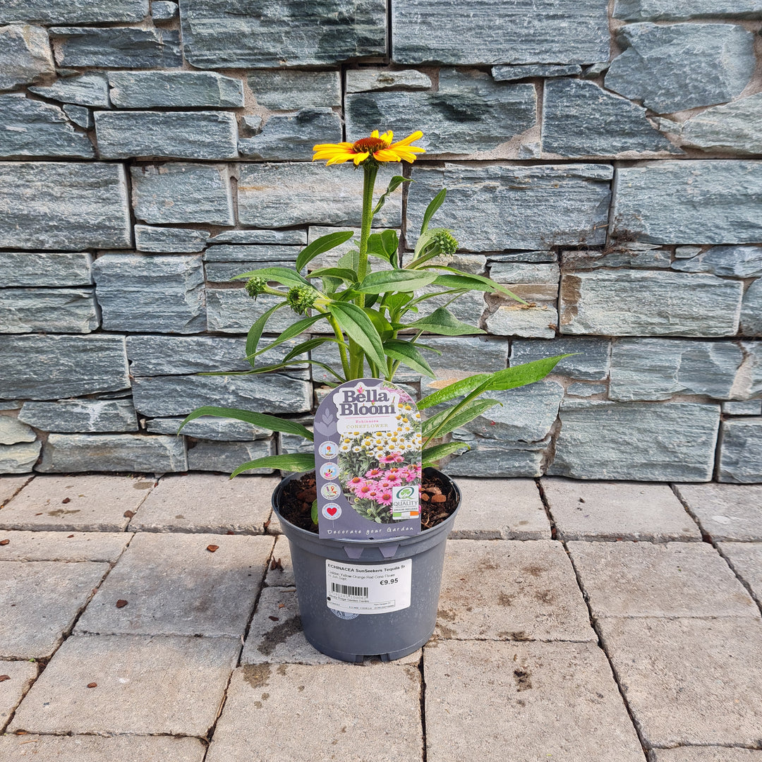 ECHINACEA SunSeekers Tequila Sunrise