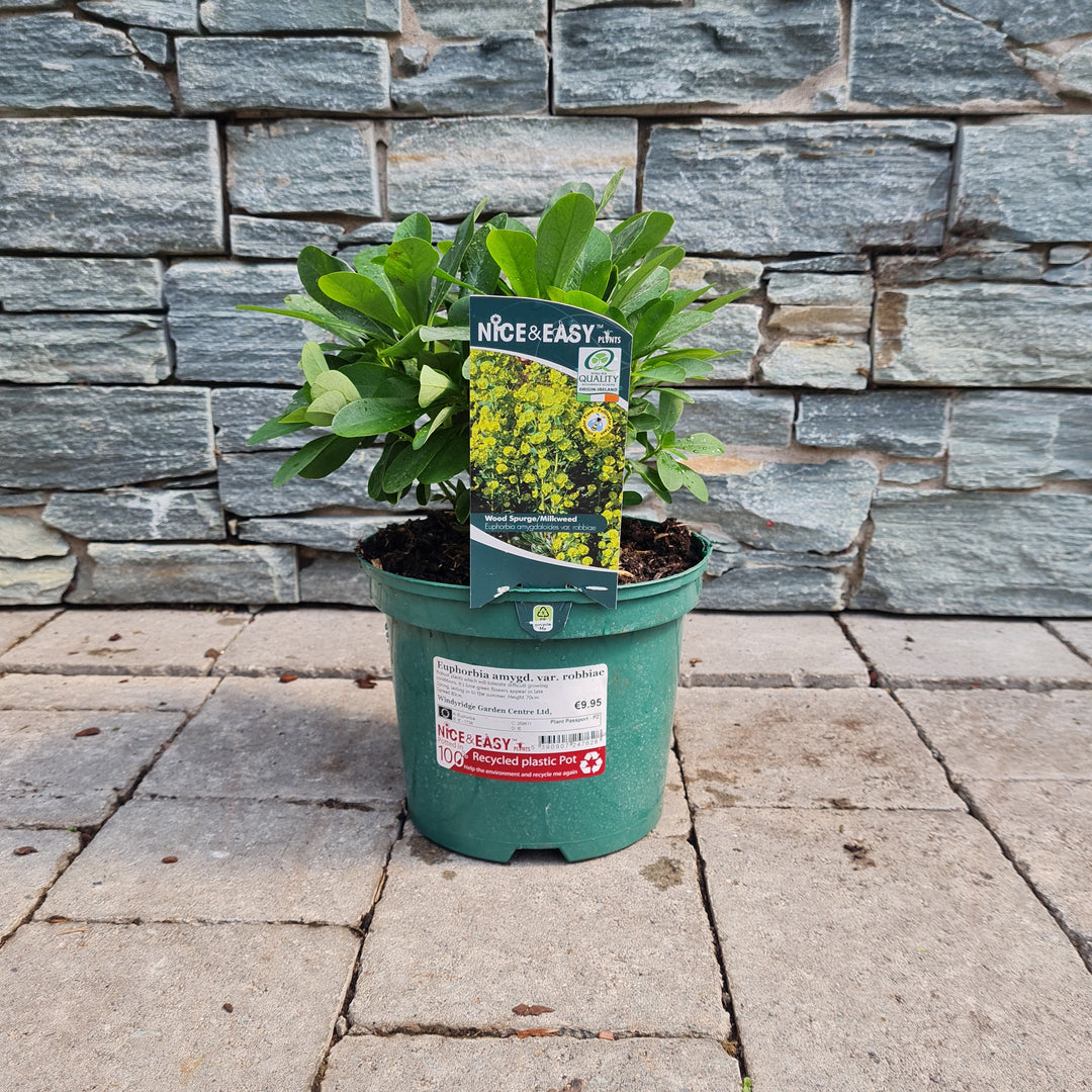 Mrs Robbs Hatbox Euphorbia Amygdaloides Robbiae (3Ltr Pot)