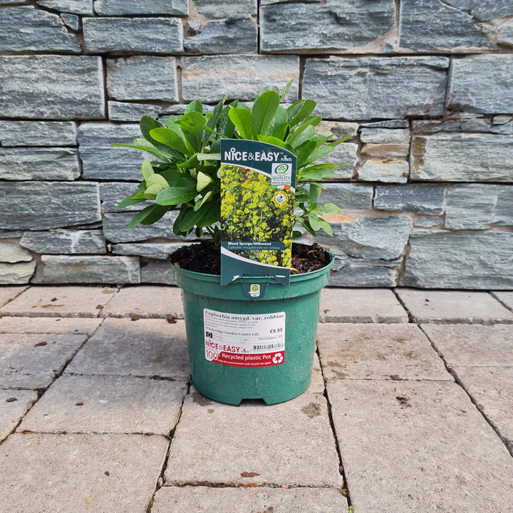 Mrs Robbs Hatbox Euphorbia Amygdaloides Robbiae (3Ltr Pot)