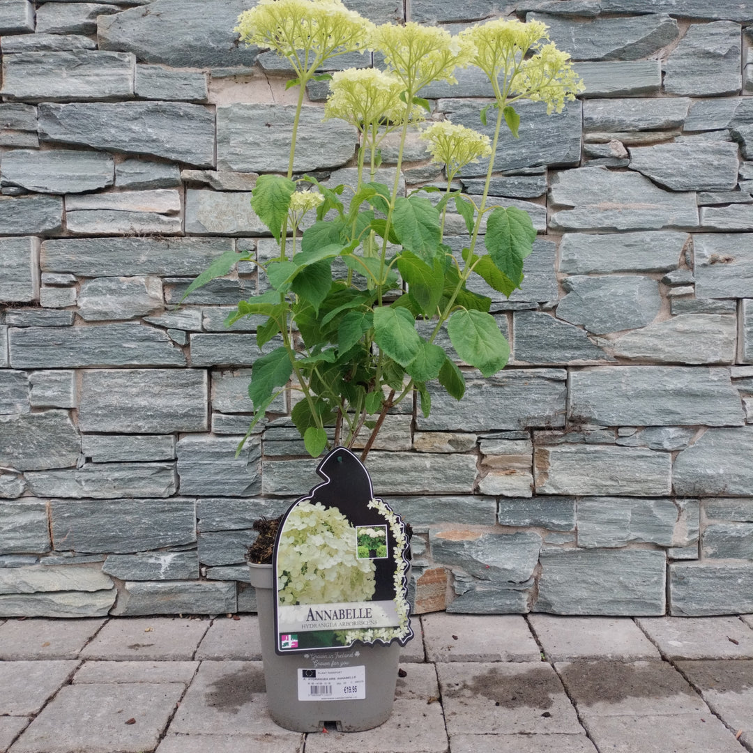 HYDRANGEA ARB. ANNABELLE 5ltr