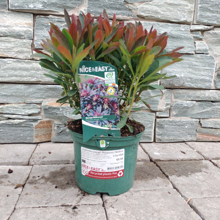 Wood Spurge Euphorbia amygdaloides Purpurea (2Ltr Pot)