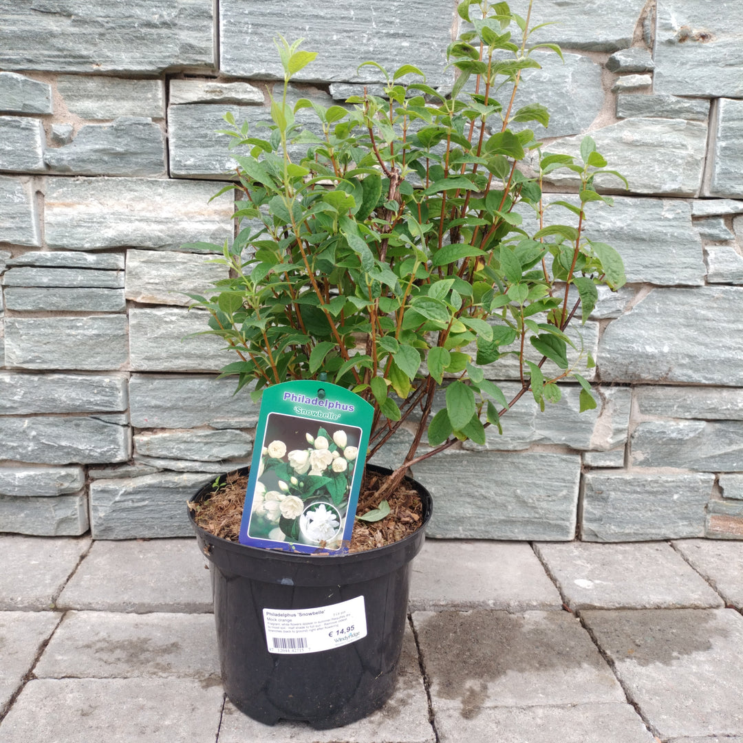 Philadelphus Snowbelle  3 Ltr pot