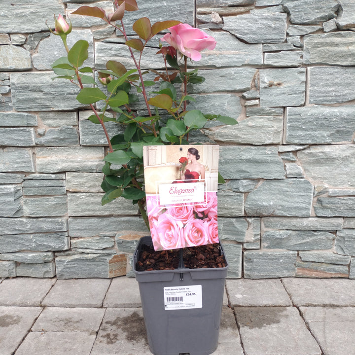 ROSA Beverly Hybrid Tea