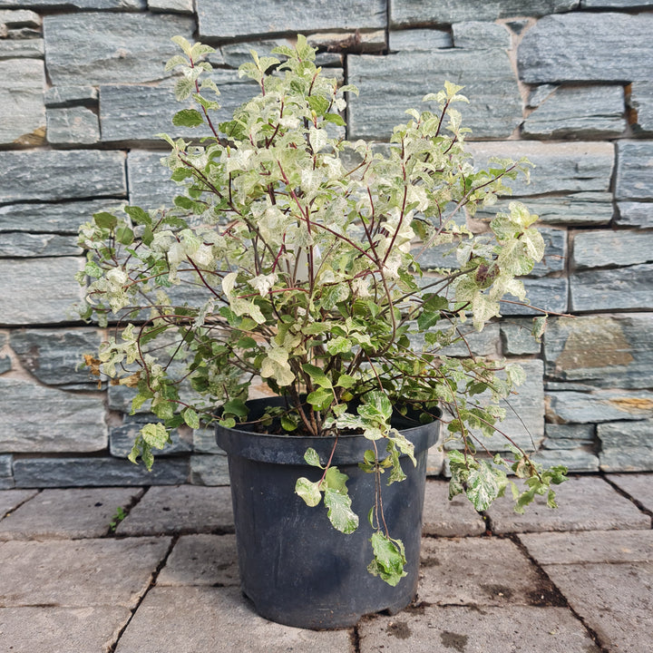 PITTOSPORUM T. IRENE PATTERSON RP