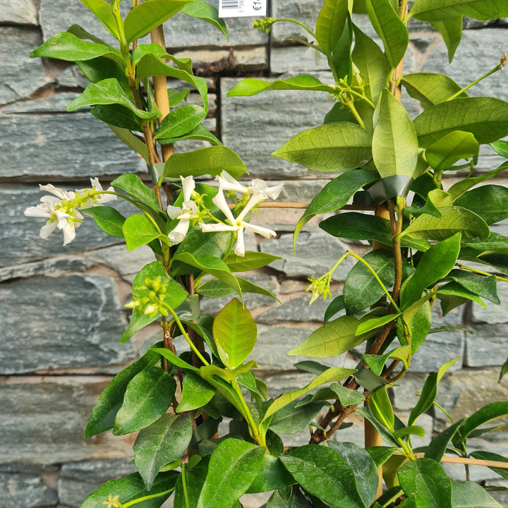 TRACHELOSPERMUM JASMINOIDES (RP)