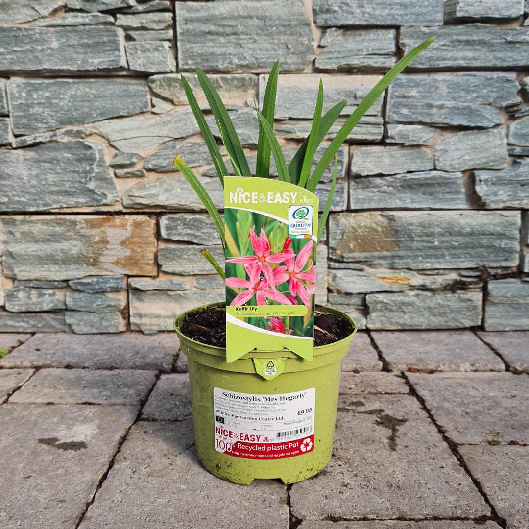 Kaffir Lily Schizostylis Mrs Hegarty (2Ltr Pot)