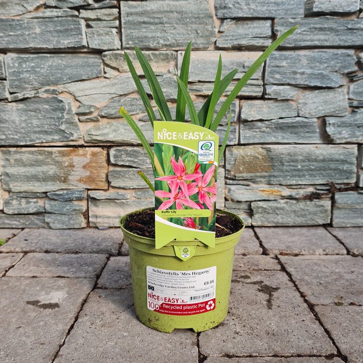 Kaffir Lily Schizostylis Mrs Hegarty (2Ltr Pot)