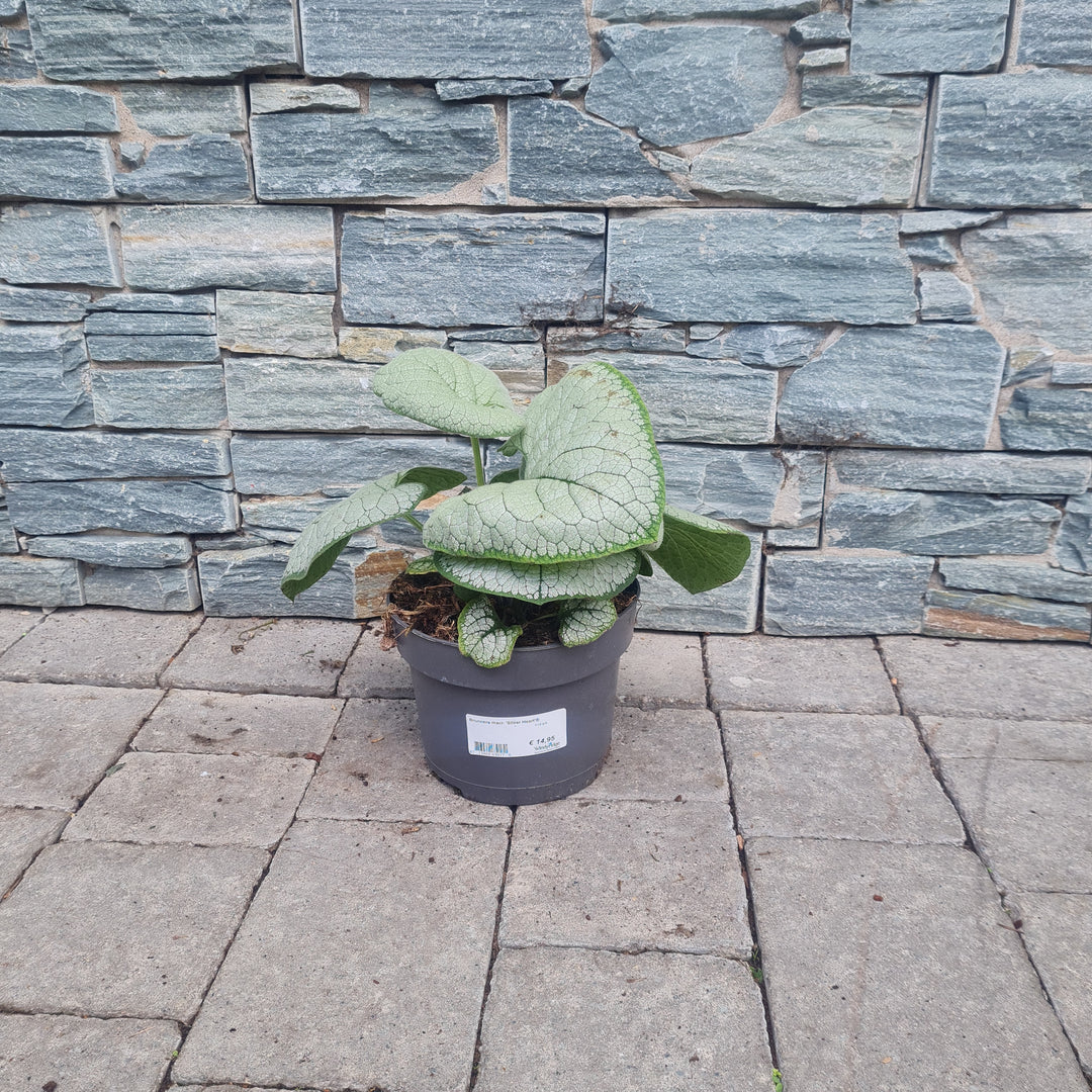 Siberian Bugloss Brunnera marophylla Silver Heart  (3Ltr Pot)