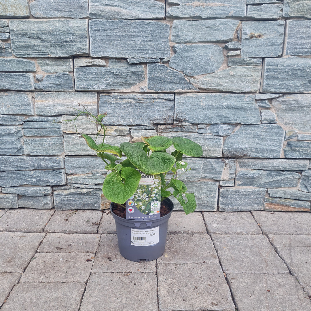 White Siberian Bugloss Brunnera Macrophylla Betty Bowring (2Ltr Pot)