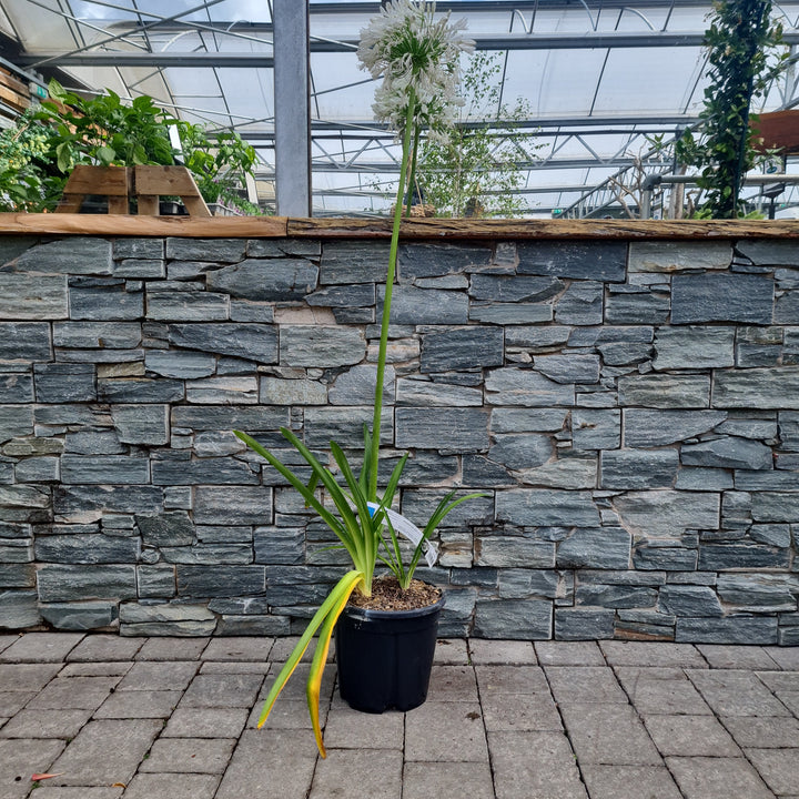 African Lily Agapanthus Africanus Alba (10Ltr Pot)