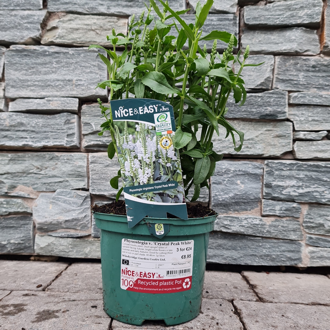 Obedient-Plant-Physostegia-v.-Crystal-Peak-White-Plant