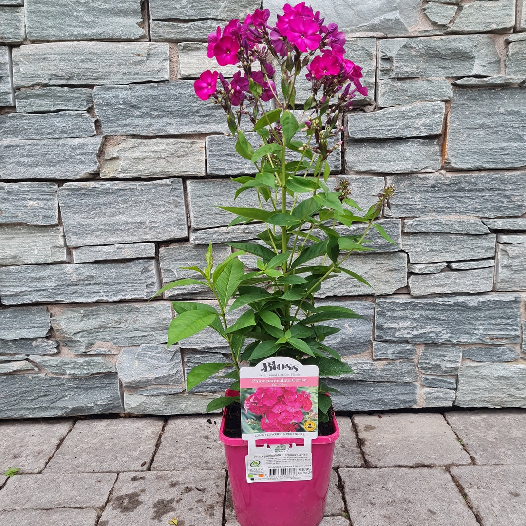 Phlox paniculata Famous Cerise