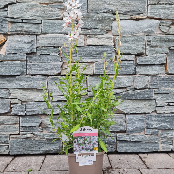 Gaura White Dove (Gaura Lindheimeri)