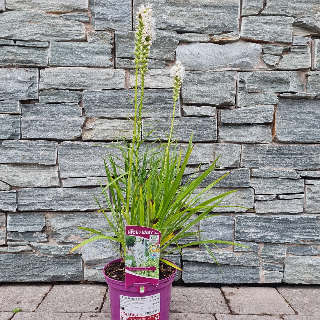 Blazing Star (Liatris Spicata Floristan White)