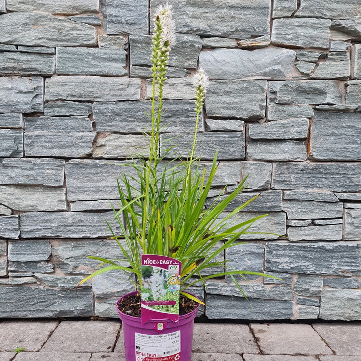 Blazing Star (Liatris Spicata Floristan White)