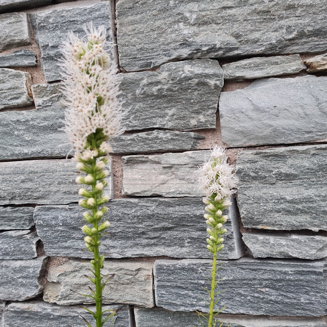 Blazing Star (Liatris Spicata Floristan White)