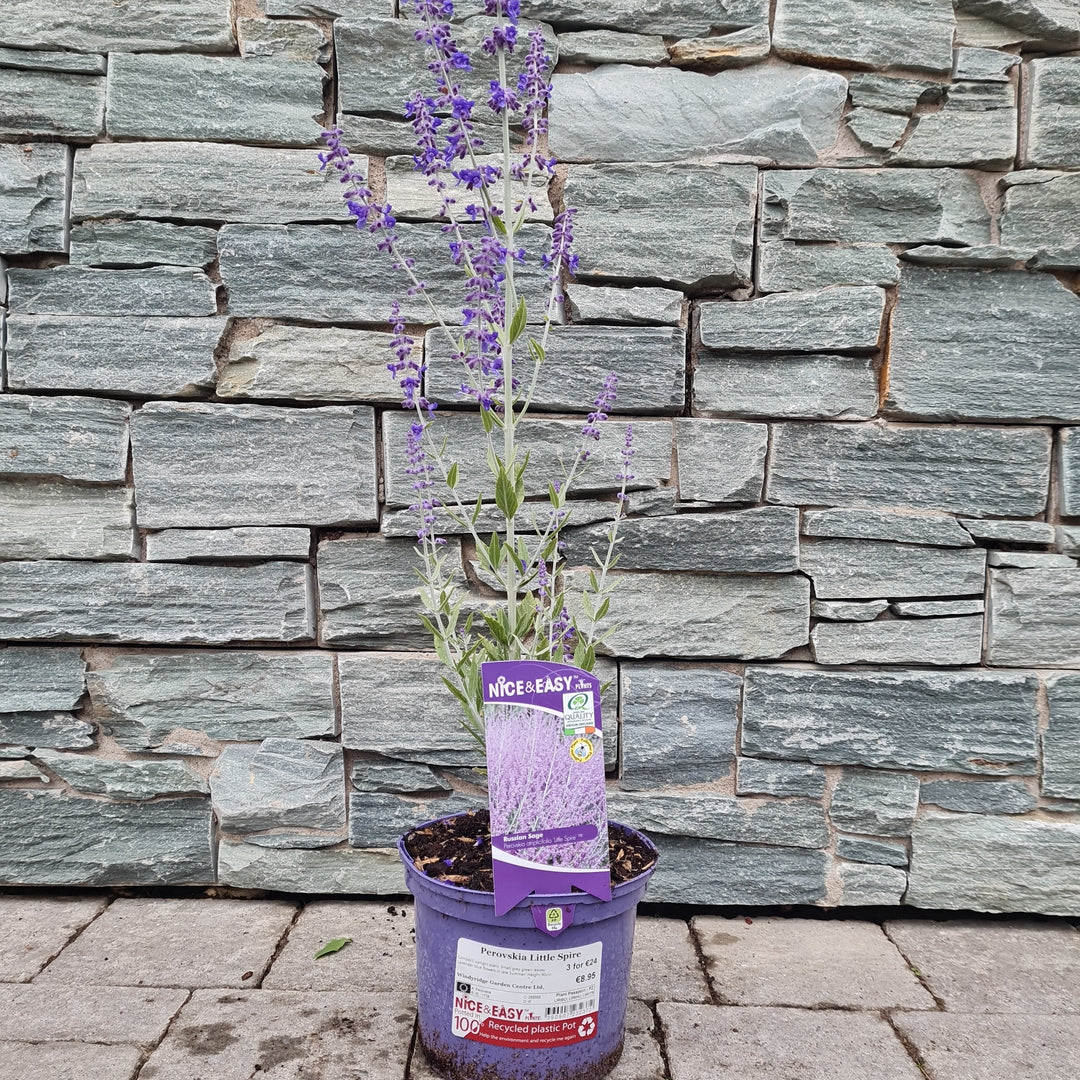 Russian Sage (Perovskia Little Spire)