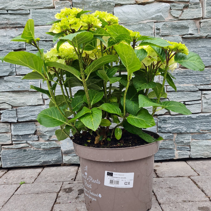 HYDRANGEA M. ICE GIRL 7.5ltr