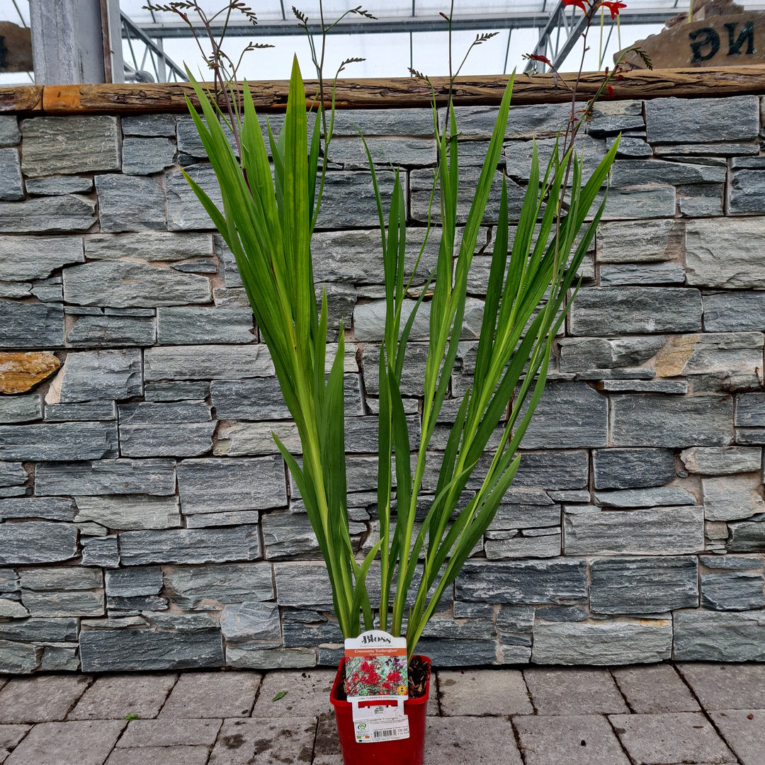 Crocosmia-Emberglow-Montbretia-Potted-1