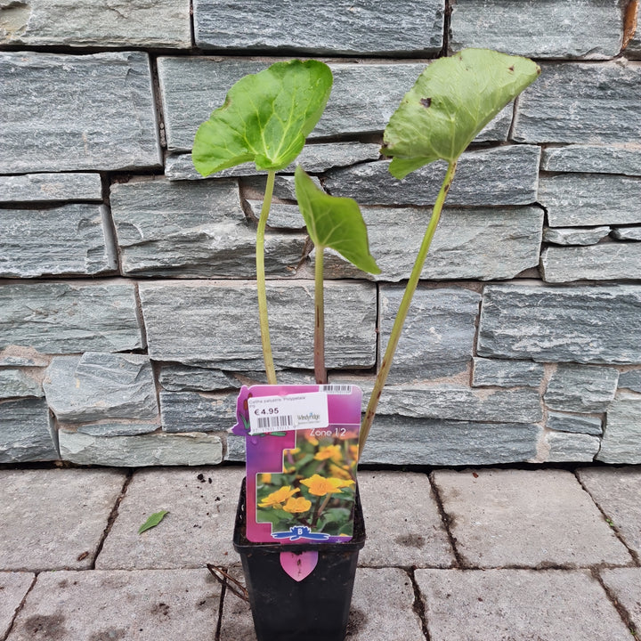 Marsh Marigold Caltha Palustris Polypetala (9cm Pot)