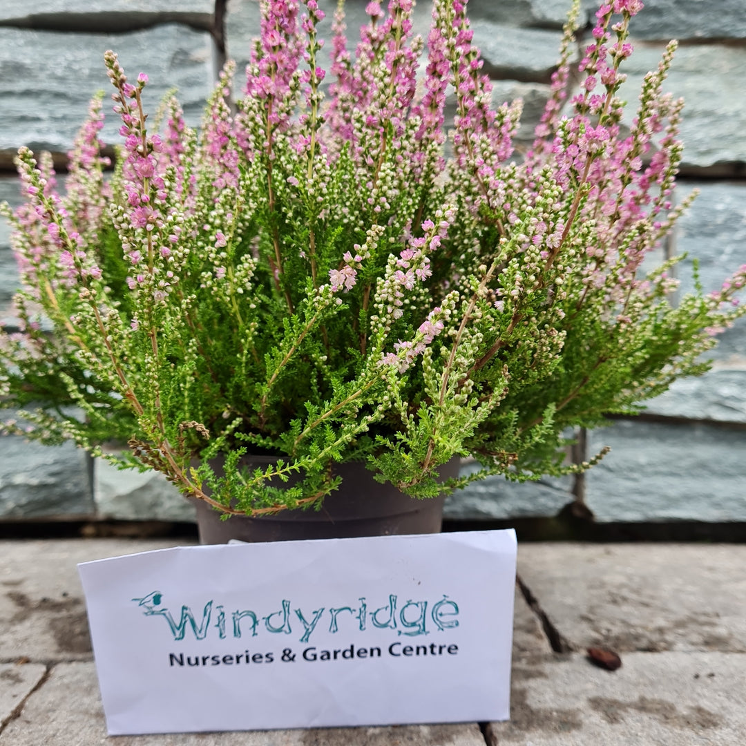 Heather Calluna vulgaris Red Sun  (11cm Pot)