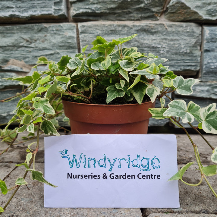 Ivy-Hedera-hel.-White-Wonder-Potted-1