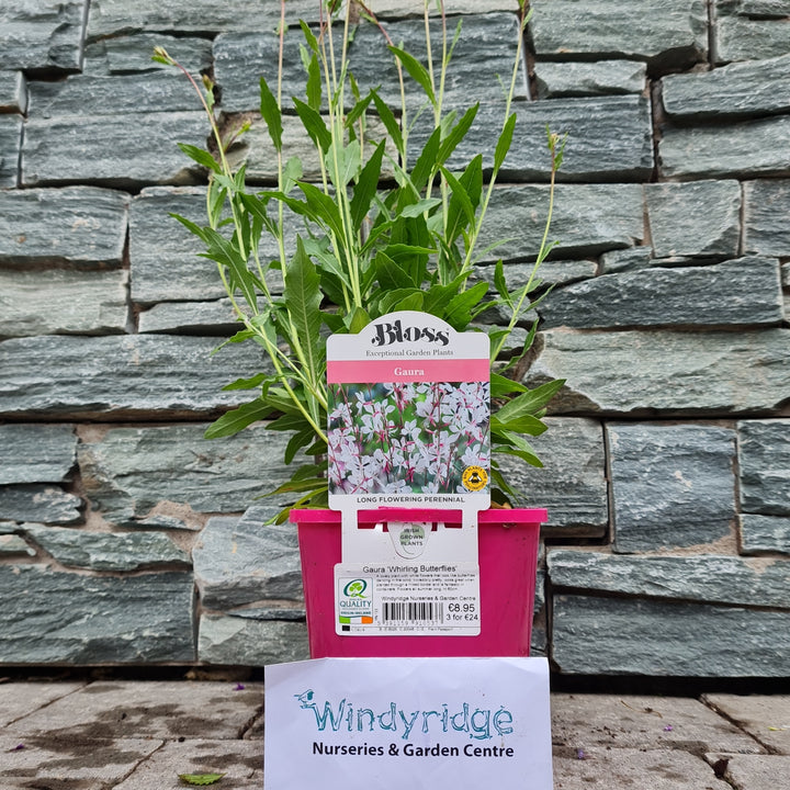 Gaura Whirling Butterflies Potted