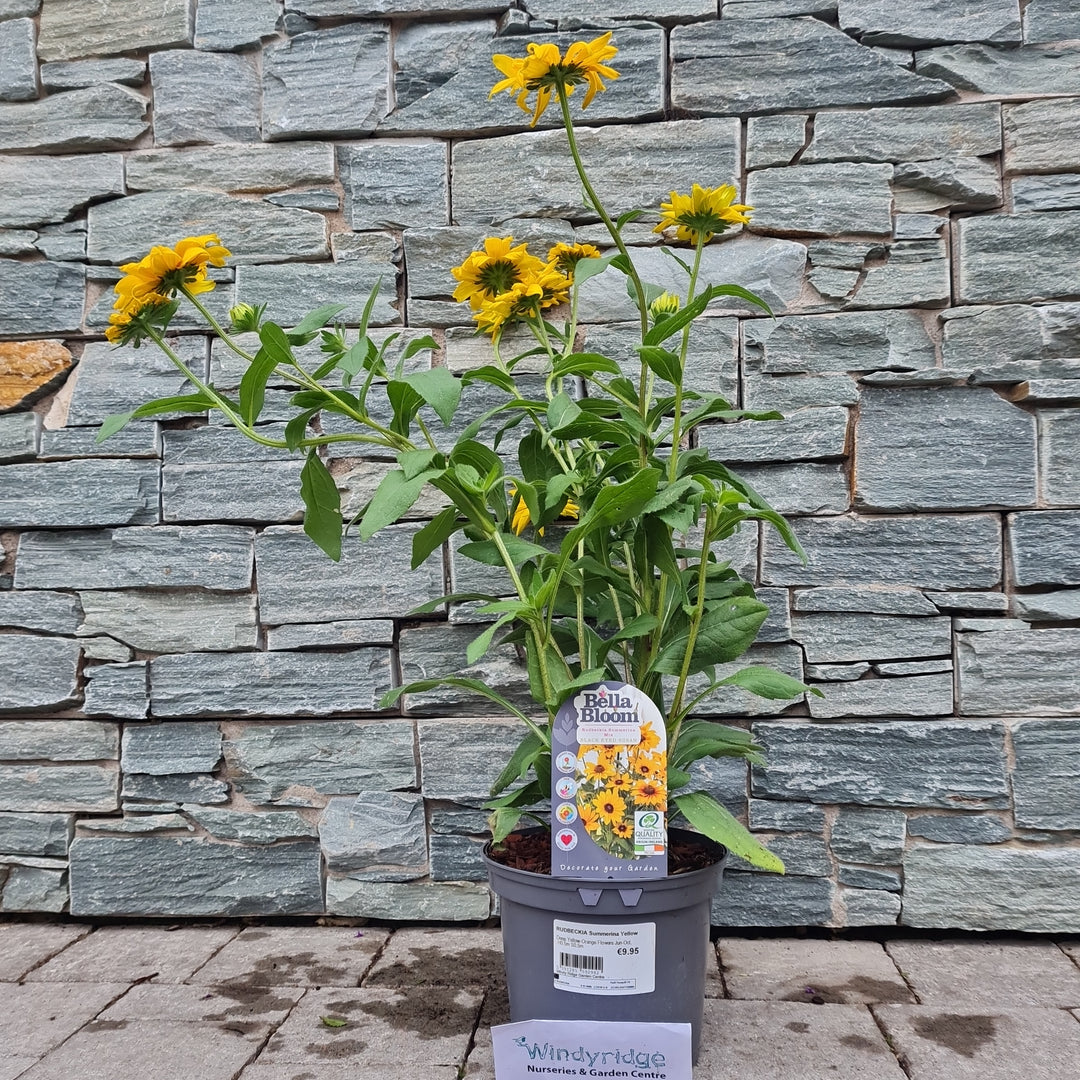 Black Eyed Susan Rudbeckia Summerina Yellow (3Ltr Pot)