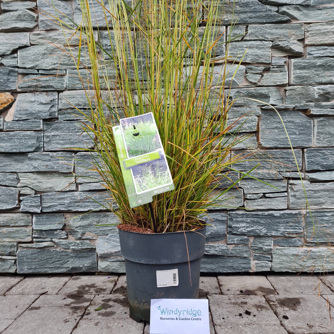 Tufted-Hair-Grass-Deschampsia-cesp.-Tardiflora-Potted-1