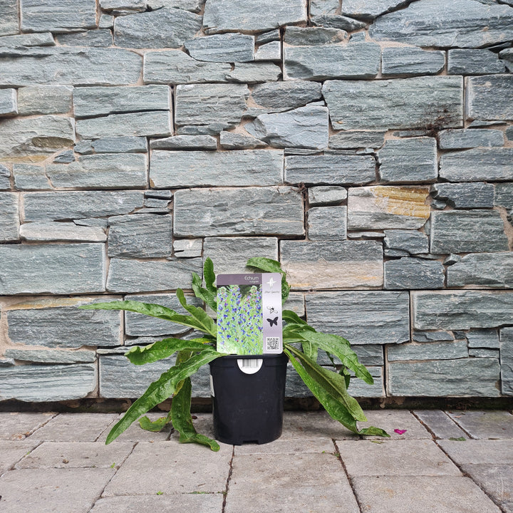 Echium-Vulgare-Potted