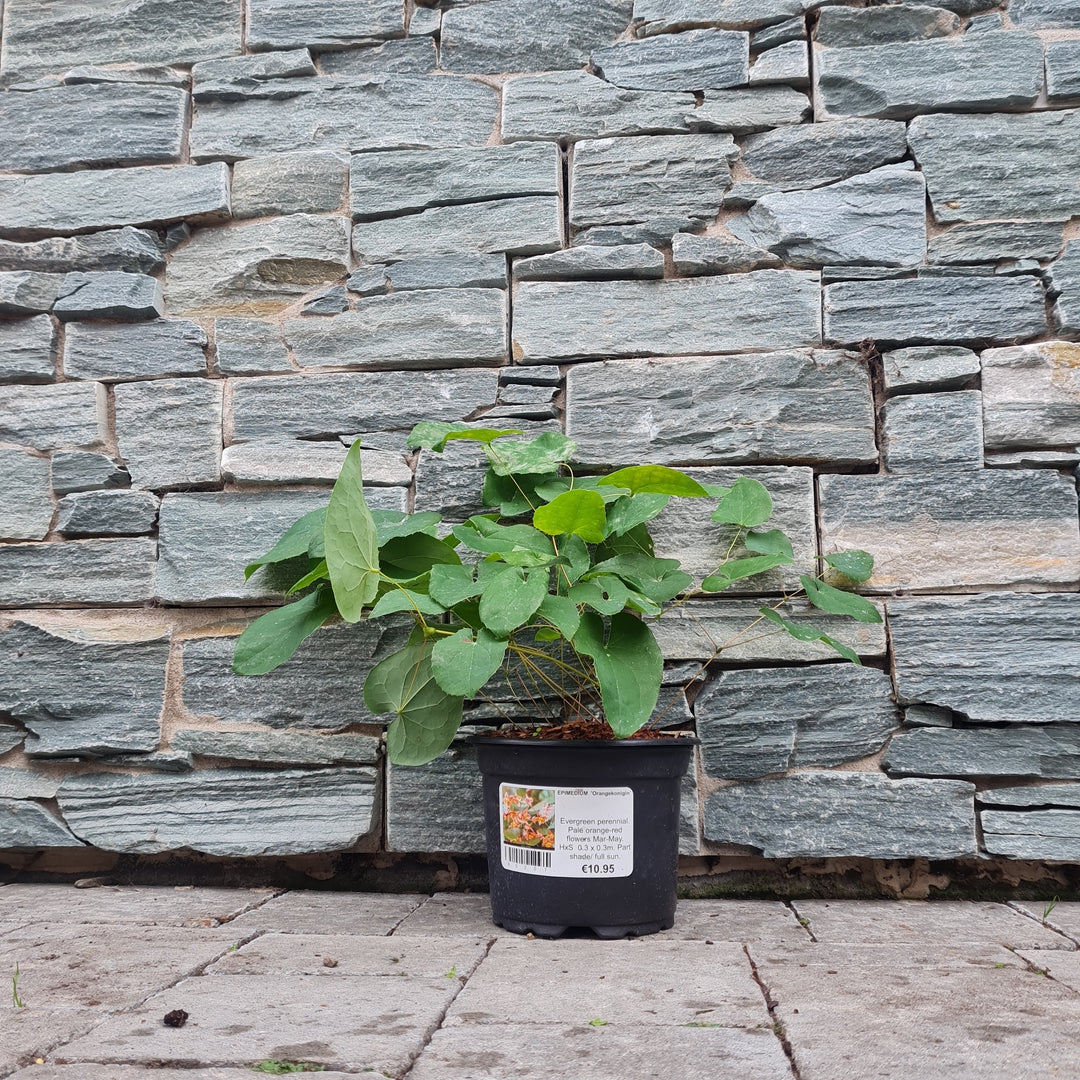 Epimedium-Orange-Konigin-Potted