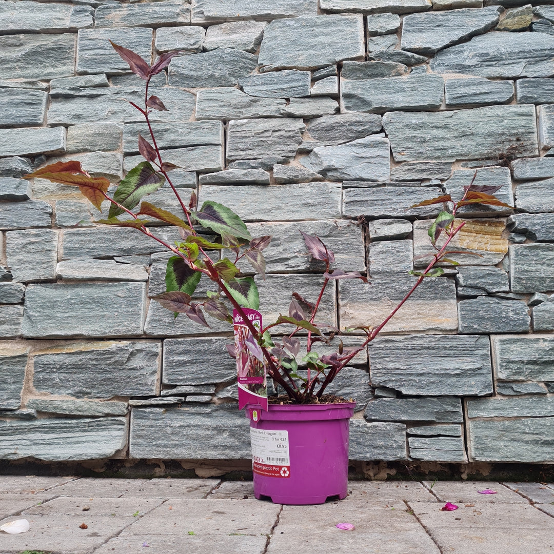 Persicaria-Red-Dragon-Potted