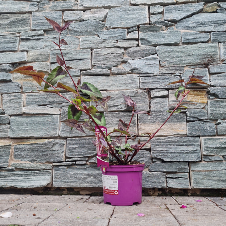 Persicaria-Red-Dragon-Potted