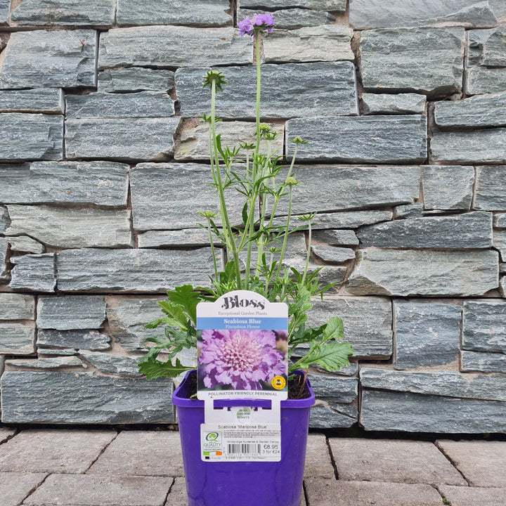 Scabiosa-Mariposa-Blue-Potted