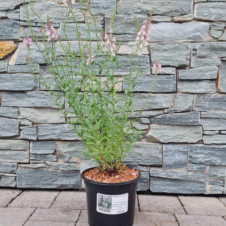 Linaria-Purp-Dial-Pink-Potted