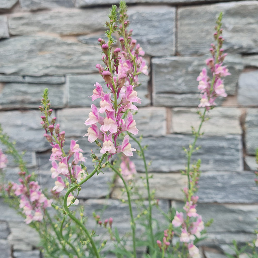 Linaria-Purp-Dial-Pink-Flower