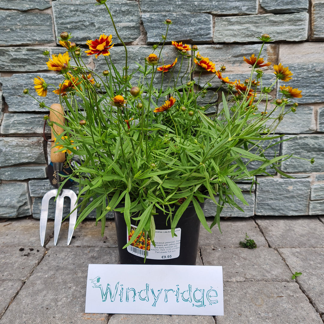 COREOPSIS Little Bang Daybreak