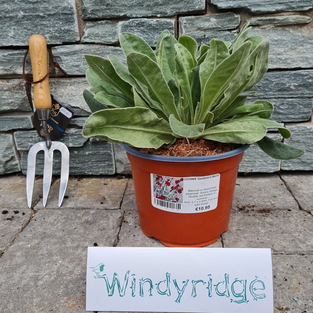 LYCHNIS-Gardeners-World-Potted-1